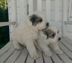 Purebred Great Pyrenees puppies for sale!