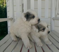 Great Pyrenees Puppy Litter for Sale!