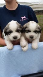 Great pyrenees puppies akc