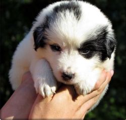 Beautiful Great pyrenees puppy
