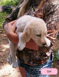 Great Pyrenees mix puppies
