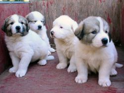 great_pyrenees_puppies