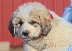 Registered Great Pyrenees Puppies!!