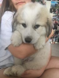 Great Pyrenees Male Puppy