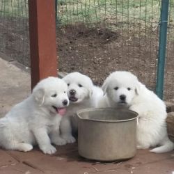 New Great Pyrenees puppies