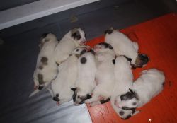 AKC Great Pyrenees puppies DOB: 12/28/18 -Sired by Imported Male
