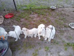 Full blooded great Pyrenees puppies