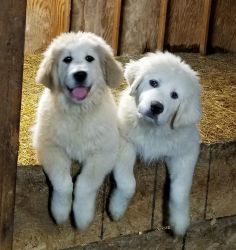 AKC Great Pyrenees puppies for sale