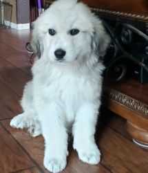 Great Pyrenees puppies well socialized