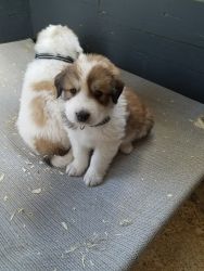 Great Pyrenees Rough Collie Mix