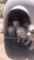 Great Pyrenees Pups For Sale!
