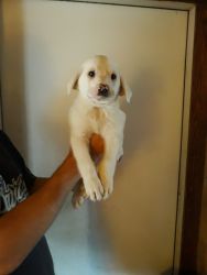 Great Pyrenees /Lab puppies ready for adoption!