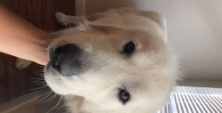 Great Pyrenees for sale!