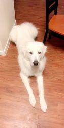 2 year old Great Pyrenees Needs New Home ASAP
