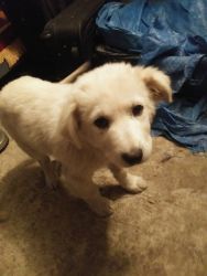 Great Pyrenese Male Puppy (3 months old)