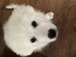 Great Pyrenees Puppy, Female