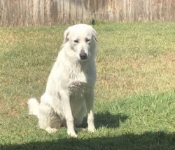 Great Pyrenees Rehoming
