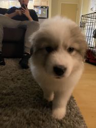 great pyrenees puppy for sale