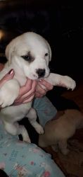 Great pyrenees/sharpei puppies