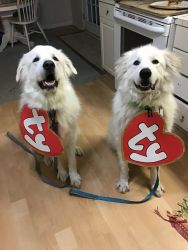 2 great Pyrenees