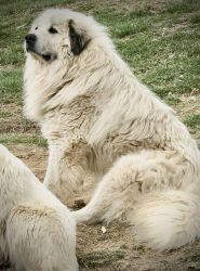 Great Pyrenees LGD Puppies