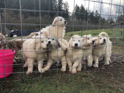 Great Pyrenese Puppies