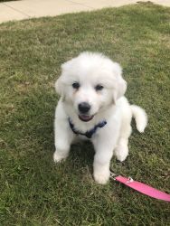 8 week old Great Pyrenees for sale!
