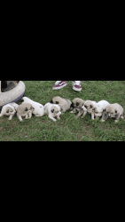 Selling Great Pyrenees puppies!