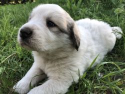 Great Pyrenees Righteous Oaks Puppies