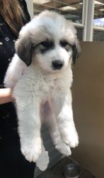 Texas Made Great Pyrenees Puppies!