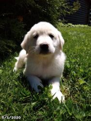 2 months old Anatolian Pyrenees puppy for sale!