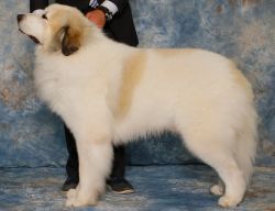 Chase Great Pyrenees