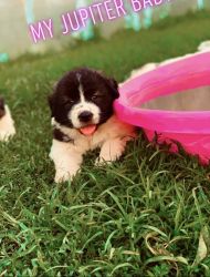 For sale Great Pyrenees puppies