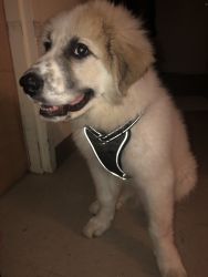 3 Month (male) Great Pyrenees