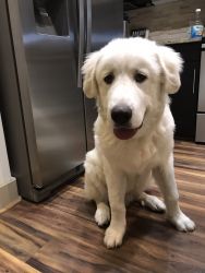 10 month old Great Pyrenees puppy
