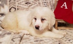 Ambitious Great Pyrenees pups for sale