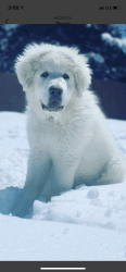 Great Pyrenees for sell