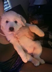 Female 2 month old great pyrenees Jacksonville Florida
