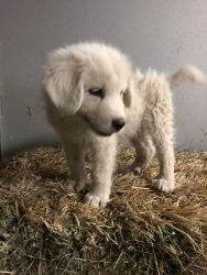 LGD Great Pyrenees Puppies