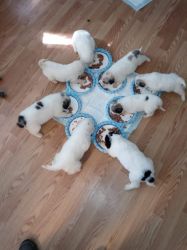 7 Great Pyrenees