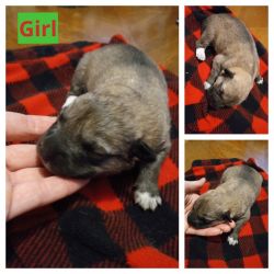 Great Pyreenees/Shepard Puppies for Sale