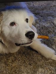 Rehoming our 11 month old male great Pyrenees