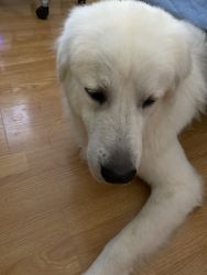 New Home For Great Pyrenees