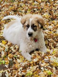 Great Pyrenees to great home