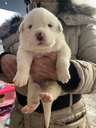 Selling Great Pyrenees