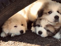 Great Pyrenees Puppies!