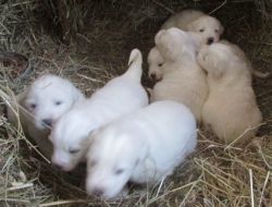 ACK Registered Great Pyrenees Puppies For Sale