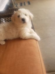 Great Pyrenees Puppies for sale
