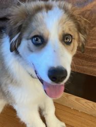 Great Pyrenees mixed with Australian Shepard