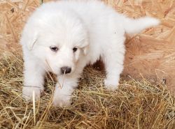 Adorable Great Pyrenees ready to go home with you